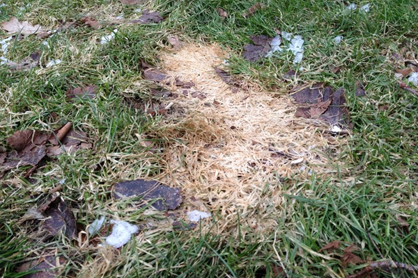 Sneeuwschimmel in gazon onder natte winterbladeren